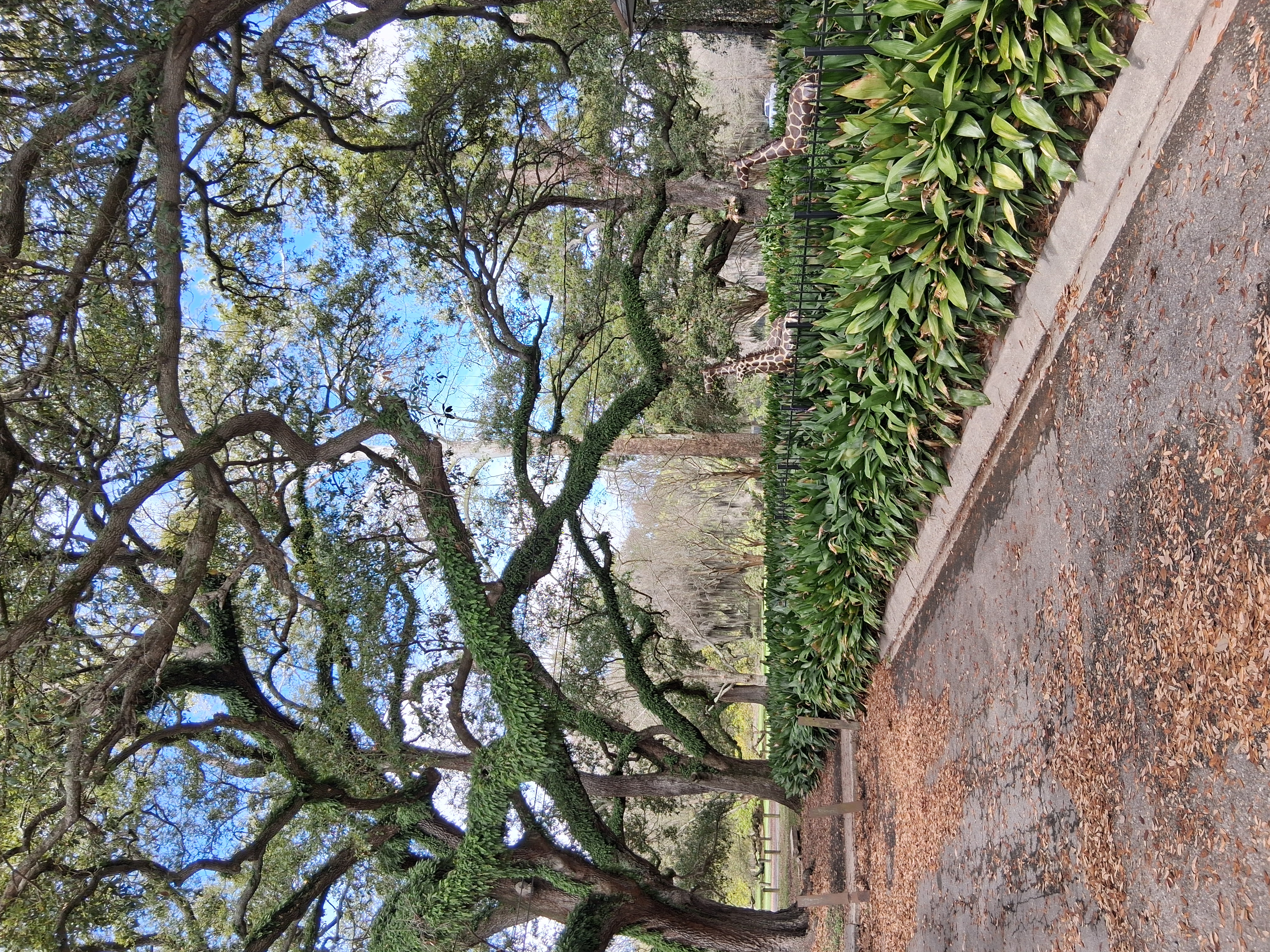 New Orleans House: 6324 Annunciation St