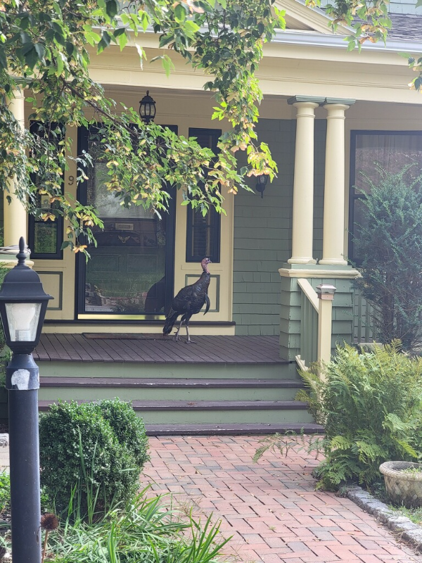 Medford House: 9 Woodland Ave