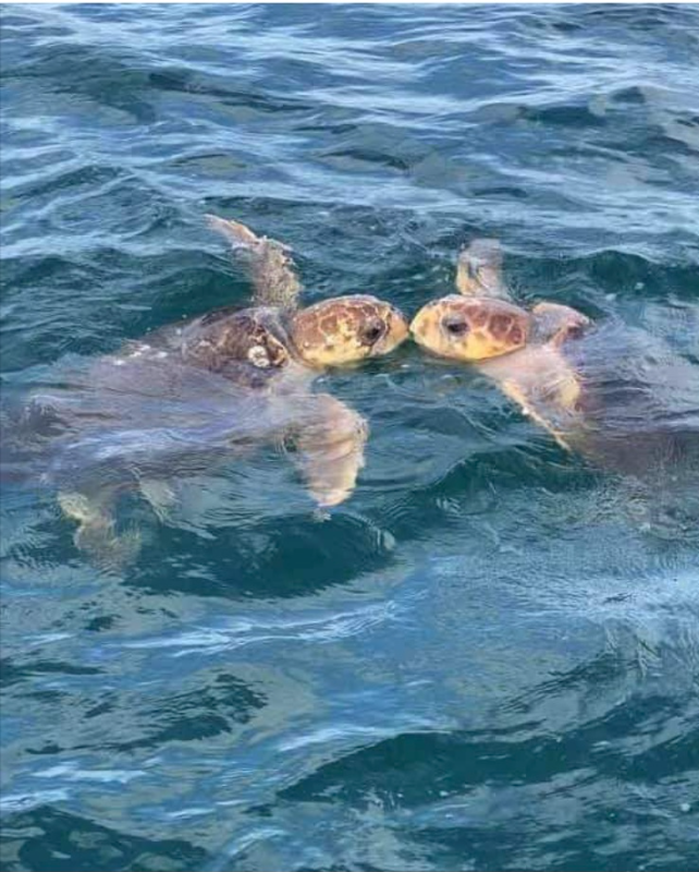 Ponce Inlet Condo: 4565 S. Atlantic Ave