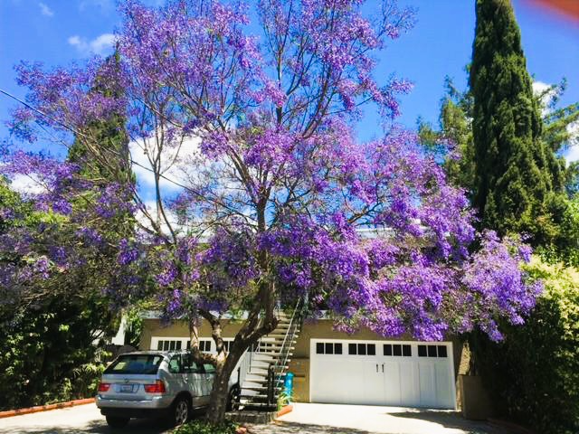 Redwood City Apartment: 1161 Woodrow Street