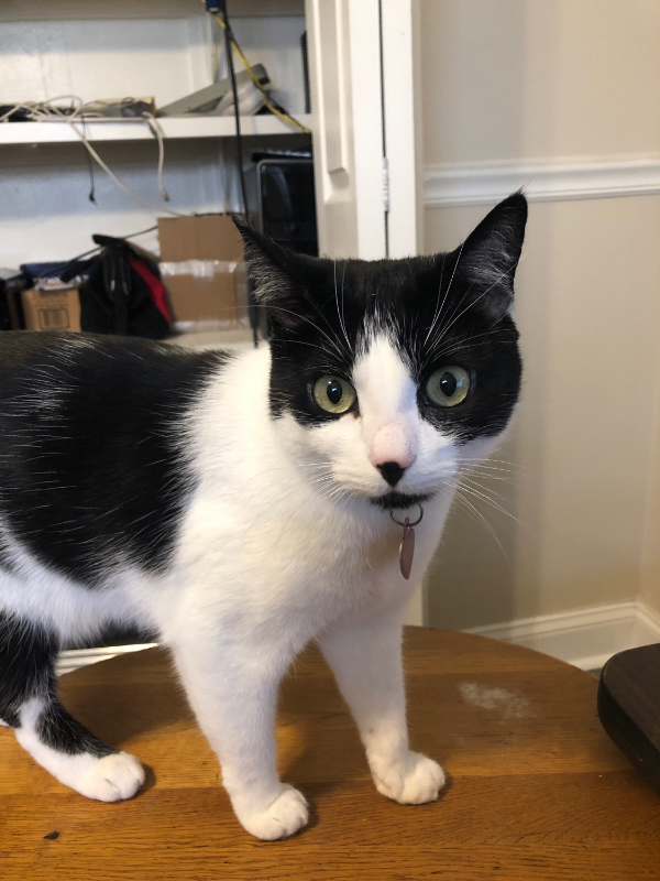 TAMPA Apartment: 115 S.. Lois Avenue, Apt #204