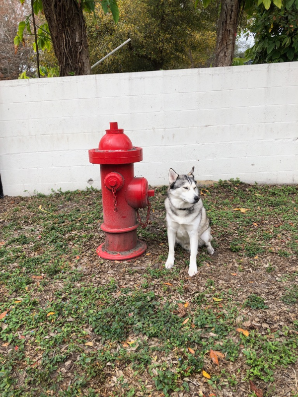 TAMPA Apartment: 115 S. Lois Avenue, Unit #111