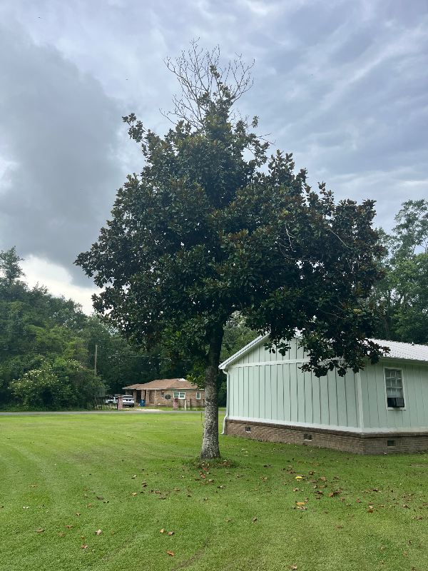 Elberta House: 26743 pine st