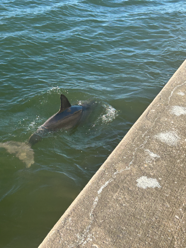 Dunedin Condo: 464 Paula