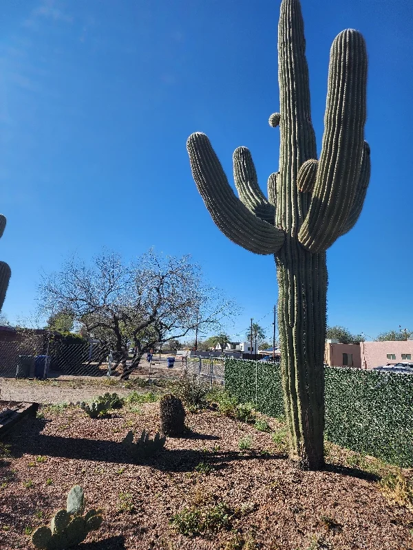 Tucson House: 2136 N Madelyn Ave