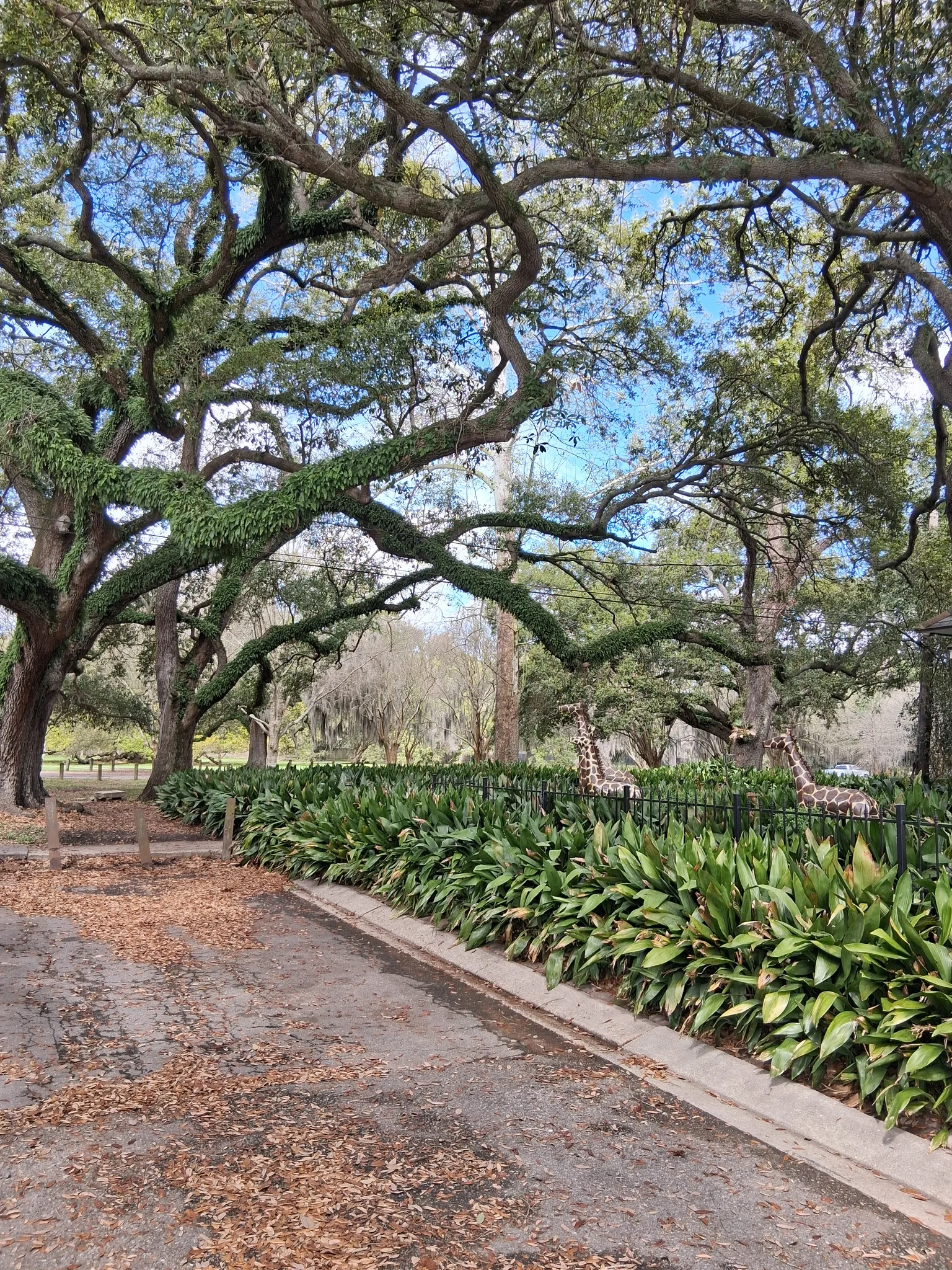 New Orleans House: 6324 Annunciation St
