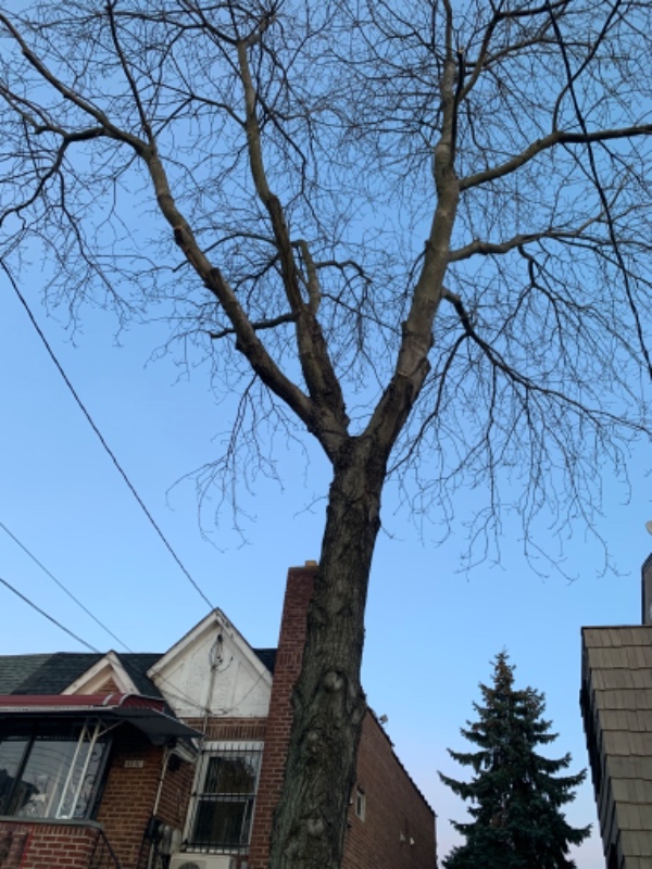 Flushing Multiplex: 4545 159 street